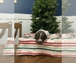 Puppy Puppy 2 German Shorthaired Pointer
