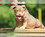 Puppy Coco American Bully