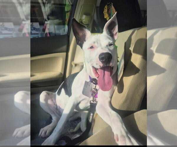 Medium Photo #1 Mutt Puppy For Sale in Mundelein, IL, USA