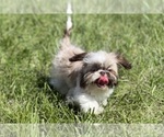 Small #7 Shih Tzu