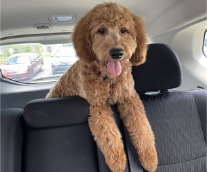 Goldendoodle (Miniature) Puppy for sale in SUN CITY CENTER, FL, USA