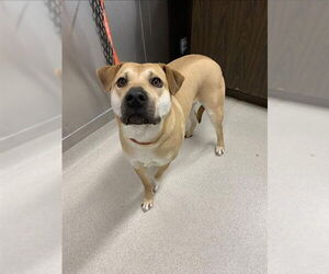 Chinese Shar-Pei-Rottweiler Mix Dog for Adoption in Fairbanks, Alaska USA