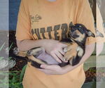 Small #4 Australian Shepherd Mix