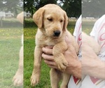 Small #5 Labrador Retriever