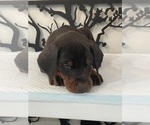 Small #4 Doberman Pinscher