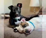 Small Photo #9 American Pit Bull Terrier-Border Collie Mix Puppy For Sale in Fargo, ND, USA