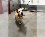 ROCKY - Male Dachshund-Unknown Mix Dog for Adoption - Small photo