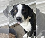 Small #1 Borador