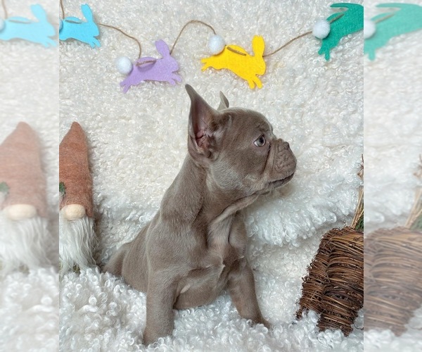 Medium Photo #6 French Bulldog Puppy For Sale in GREENVILLE, TX, USA