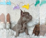 Small Photo #6 French Bulldog Puppy For Sale in GREENVILLE, TX, USA