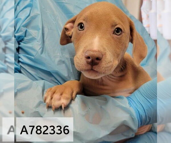 Medium Photo #2 American Staffordshire Terrier-Unknown Mix Puppy For Sale in San Antonio, TX, USA