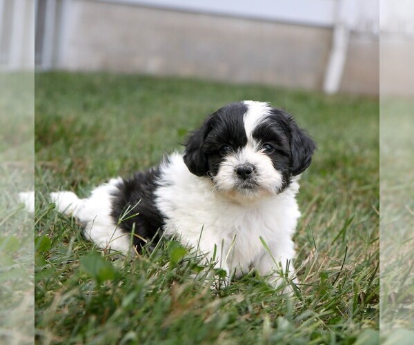 Medium Photo #3 Zuchon Puppy For Sale in ARTHUR, IL, USA