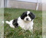 Small #2 Zuchon