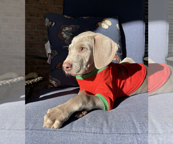 Full screen Photo #1 Weimaraner Puppy For Sale in MAGEE, MS, USA