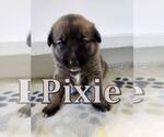Small #12 Mutt