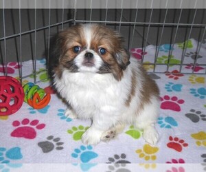 Japanese Chin Dog for Adoption in ORO VALLEY, Arizona USA
