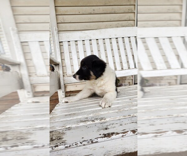 Medium Photo #5 Border Collie Puppy For Sale in GREENWOOD, WI, USA