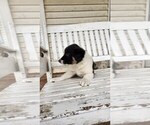Small #4 Border Collie
