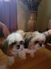 Mother of the Shih Tzu puppies born on 08/09/2018