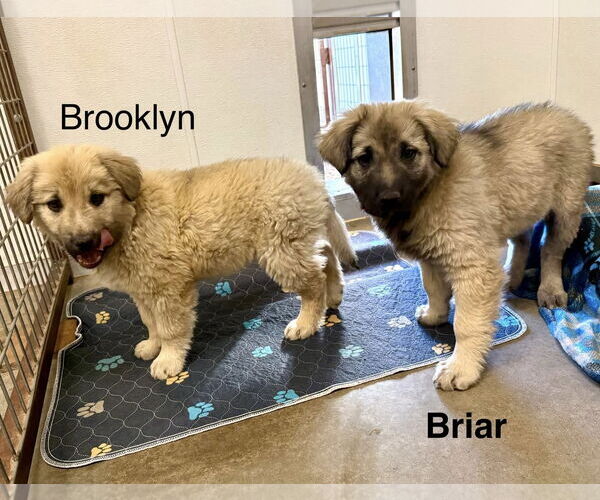 Medium Photo #3 Australian Retriever Puppy For Sale in Cave Creek, AZ, USA