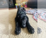 Small Photo #2 Great Dane Puppy For Sale in HARRISBURG, PA, USA