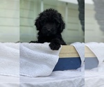 Small Photo #4 Goldendoodle Puppy For Sale in TAMPA, FL, USA