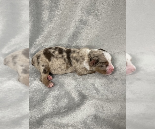 Medium Photo #1 Miniature Australian Shepherd Puppy For Sale in ARDMORE, OK, USA