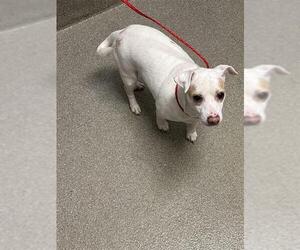 Chihuahua-Unknown Mix Dogs for adoption in Las Vegas, NV, USA