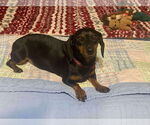 Small #2 Dachshund