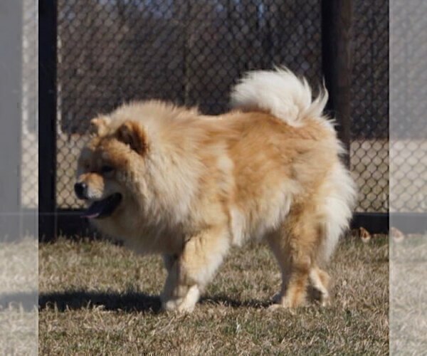 Medium Photo #3 Chow Chow Puppy For Sale in NAPPANEE, IN, USA