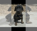 Puppy Oscar Doberman Pinscher