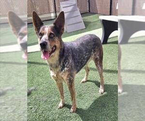 GIGI - Female Mutt Dog for Adoption - Photo #2