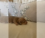 Small Photo #4 Dachshund Puppy For Sale in NEW PORT RICHEY, FL, USA
