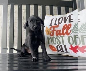 Labrador Retriever Puppy for sale in FRANKLIN, IN, USA