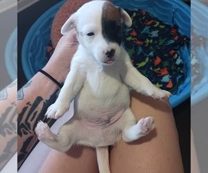 Jack Russell Terrier Puppy for sale in KANSAS CITY, MO, USA