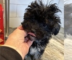 Small Photo #2 Poodle (Toy)-ShihPoo Mix Puppy For Sale in MUNDELEIN, IL, USA
