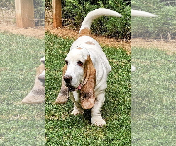 Medium Photo #4 Basset Hound Puppy For Sale in Petaluma, CA, USA