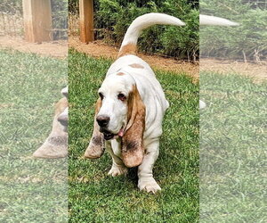Buzz - Male Basset Hound Dog for Adoption - Photo #4