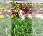 Small Photo #9 Cavapoo (Toy) Puppy For Sale in GREENWOOD, WI, USA