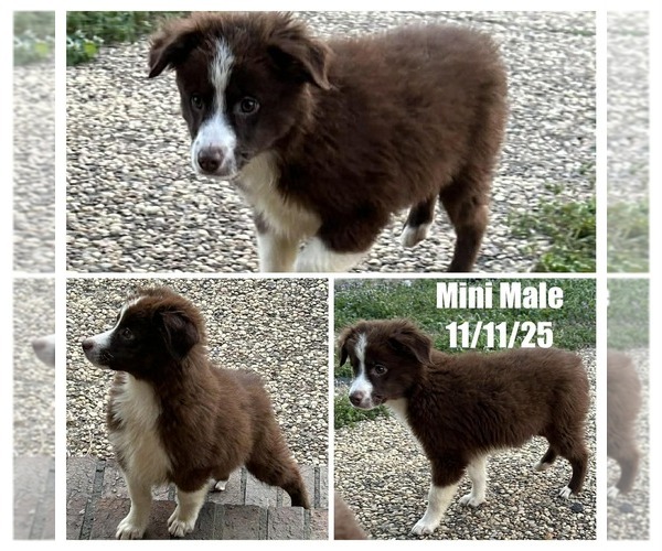 Medium Photo #1 Miniature Australian Shepherd Puppy For Sale in BROOKER, FL, USA