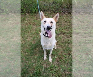 German Shepherd Dog Dogs for adoption in Evansville, IN, USA