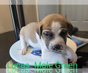 Mutt Dogs for adoption in Ball Ground, GA, USA