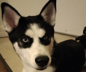 Siberian Husky Puppy for sale in CRESAPTOWN, MD, USA