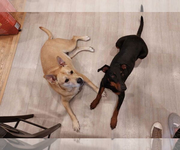 Medium Photo #6 Labrador Retriever-Unknown Mix Puppy For Sale in Fort Collins, CO, USA