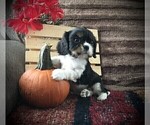 Small Photo #7 Cavalier King Charles Spaniel Puppy For Sale in CLARE, MI, USA