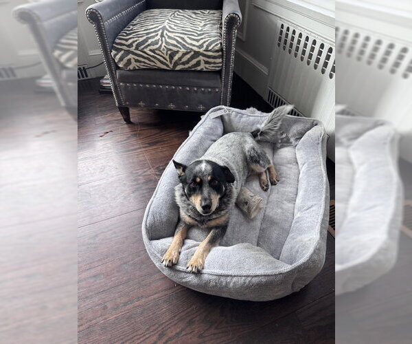 Medium Photo #2 Mutt Puppy For Sale in Garden City, NY, USA