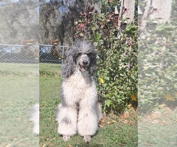 Medium Photo #1 Goldendoodle mix (+ Poodle Standard) Puppy For Sale in TAMPA, FL, USA