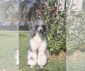 Father of the Goldendoodle mix (+ Poodle Standard) puppies born on 04/01/2026
