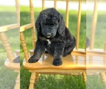 Small Photo #33 Goldendoodle Puppy For Sale in MARYVILLE, MO, USA