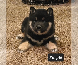 Shiba Inu Puppy for Sale in BERESFORD, South Dakota USA